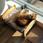 ikea-doll-beds-for-cats 22