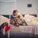 ikea-doll-beds-for-cats-23