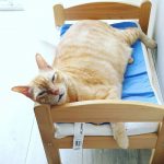 ikea-doll-beds-for-cats 27