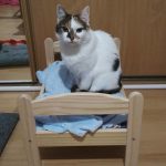 ikea-doll-beds-for-cats 30