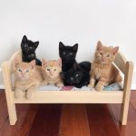 ikea-doll-beds-for-cats-4