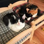 ikea-doll-beds-for-cats 6