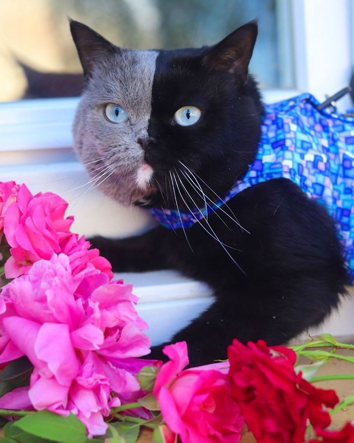 Cat With Handsome Two Toned Face Fathers Two Kittens One For Each Side Of His Face Catlov