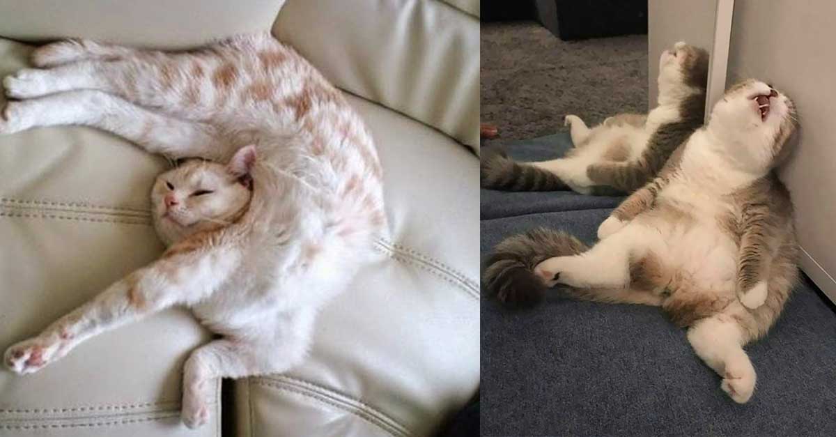 des-gens-partagent-des-photos-de-chats-bizarres-qui-s-assoient-dans-les