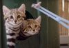 Smitten For Kittens: Zoo shares adorable video of “world’s deadliest cats”
