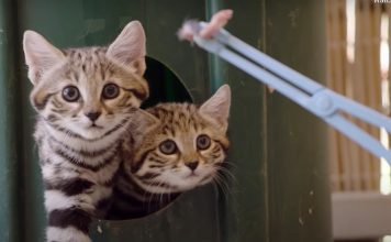 Smitten For Kittens: Zoo shares adorable video of “world’s deadliest cats”
