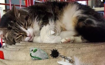 Stray ‘Killer’ Cat Makes EMS Station Her New Home