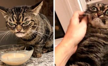 Meet Kitzia, The New Grumpy Cat That Looks Even Angrier Than Her Predecessor