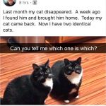 Hilarious Cat Snapchats That Will Put A Smile On Your Face-1