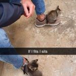 Hilarious Cat Snapchats That Will Put A Smile On Your Face-10