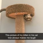 Hilarious Cat Snapchats That Will Put A Smile On Your Face-12