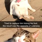 Hilarious Cat Snapchats That Will Put A Smile On Your Face-13