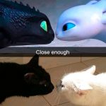 Hilarious Cat Snapchats That Will Put A Smile On Your Face-14