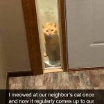 Hilarious Cat Snapchats That Will Put A Smile On Your Face-19