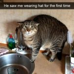 Hilarious Cat Snapchats That Will Put A Smile On Your Face-20