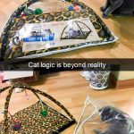 Hilarious Cat Snapchats That Will Put A Smile On Your Face-21