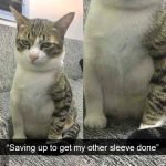 Hilarious Cat Snapchats That Will Put A Smile On Your Face-23