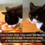 Hilarious Cat Snapchats That Will Put A Smile On Your Face-3