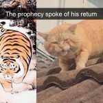 Hilarious Cat Snapchats That Will Put A Smile On Your Face-33