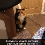 Hilarious Cat Snapchats That Will Put A Smile On Your Face-4