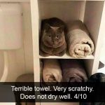 Hilarious Cat Snapchats That Will Put A Smile On Your Face-8