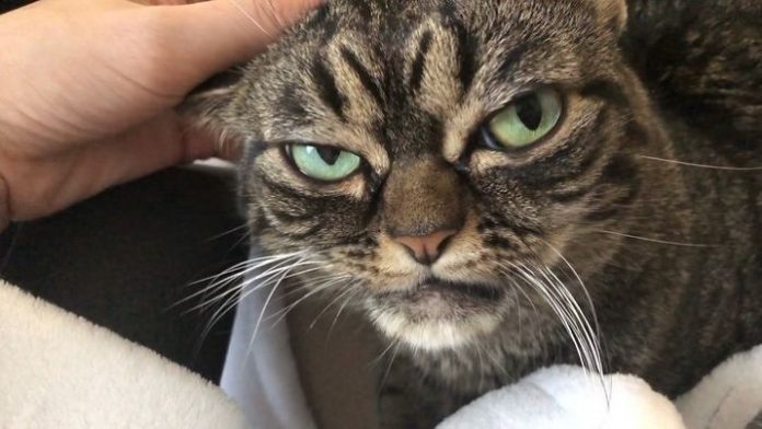 Meet Kitzia, The New Grumpy Cat That Looks Even Angrier Than Her ...