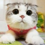 Overly Cute Cats That’ll Make You Jealous You’re Not Their Owner-3