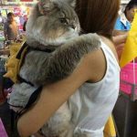 Overly Cute Cats That’ll Make You Jealous You’re Not Their Owner-7