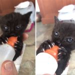 The ‘Murder Mittens’ Group Is All About Cats Showing Off Their Claws, And Here Are 40 Of The Most Scarily Cute Ones-12