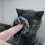 The ‘Murder Mittens’ Group Is All About Cats Showing Off Their Claws, And Here Are 40 Of The Most Scarily Cute Ones-14