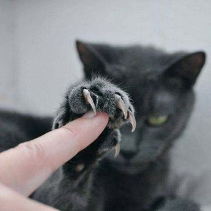 25+ Of The Most Scarily Cute Cats Showing Off Their Claws Catlov