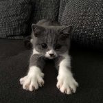 The ‘Murder Mittens’ Group Is All About Cats Showing Off Their Claws, And Here Are 40 Of The Most Scarily Cute Ones-16