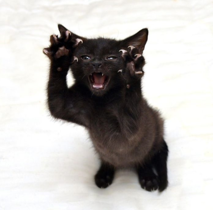 25+ Of The Most Scarily Cute Cats Showing Off Their Claws Catlov