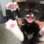 The ‘Murder Mittens’ Group Is All About Cats Showing Off Their Claws, And Here Are 40 Of The Most Scarily Cute Ones-24