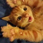 The ‘Murder Mittens’ Group Is All About Cats Showing Off Their Claws, And Here Are 40 Of The Most Scarily Cute Ones-4