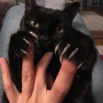 The ‘Murder Mittens’ Group Is All About Cats Showing Off Their Claws, And Here Are 40 Of The Most Scarily Cute Ones-5