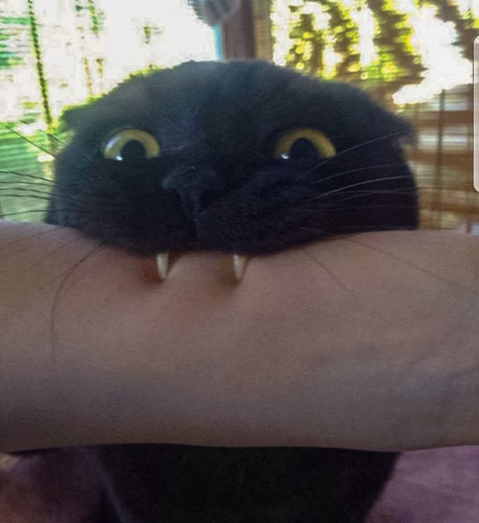 20+ Fascinating Cat ‘Teefies’ Photos Catlov