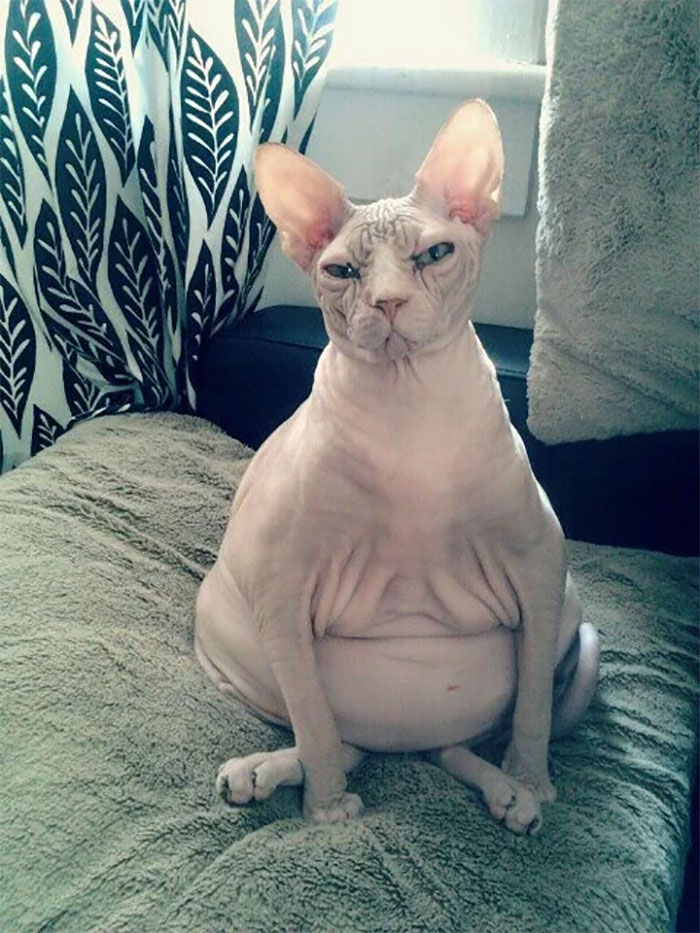 Times Sphynx Cats Proved They Re Not The Best Photo Models Catlov