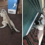 ‘My House, Not My Cat’ Pics That You Will Love If You’ve Ever Wanted To Find A Strange Cat Show Up In Your Home-17