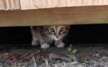 Kitten Abandoned at Playground Rescued by Most Inspiring Guy