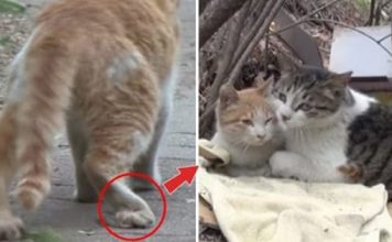 This Cat Is The Best Friend We All Wish We Had When He Takes Care And Feeds His Disabled Best Friend