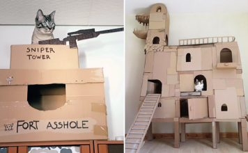 Bored Quarantined Cat Owners Have Started Building Cardboard Forts