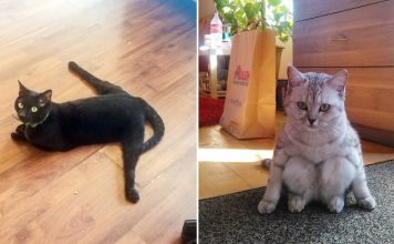“What’s Wrong With My Cat?” Group Has Owners Sharing Photos of Their Malfunctioning Cats