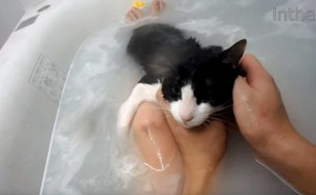 Meet Moo, The Adorable Cat Who Loves Taking A Bath With Her Human
