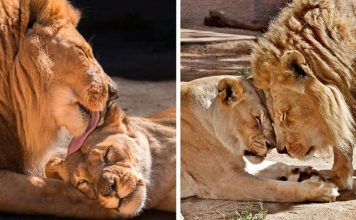 Elderly Lion Soulmates Are Put To Sleep Together So Neither Has To Live Alone