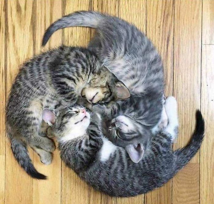 Times People Caught Their Cats Sleeping Together In Such Weird