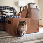 cardboard-cat-forts-13