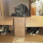 cardboard-cat-forts-18