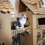 cardboard-cat-forts-20