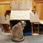 cardboard-cat-forts-5